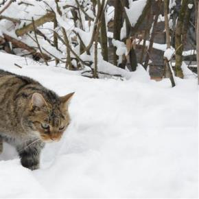 Wildkatze Frieda im Winter