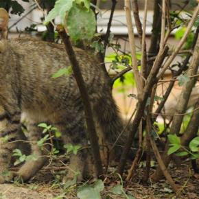 Diego - Jungkater aus dem Nationalpark Thayatal