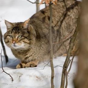 Wildkatze im Schnee