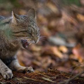 fauchende Wildkatze auf Baumstamm