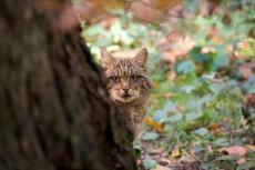 Wildkatze hinter Baum