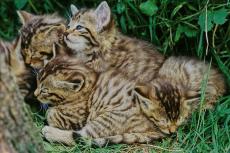 Wildkatzen