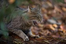 Katze, die sich ihre Krallen schärft