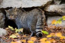Wildkatze steht vor der Höhle