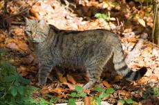 Wildkatze seitlich.