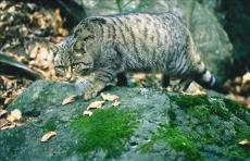 Wildkatze