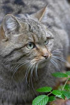 Großansicht Wildkatze