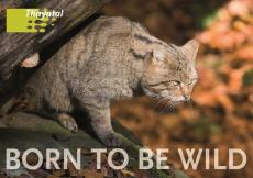 Postkarte mit Wildkatze