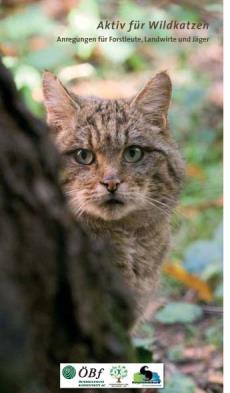 Wildkatze hinterm Baum hervorguckend