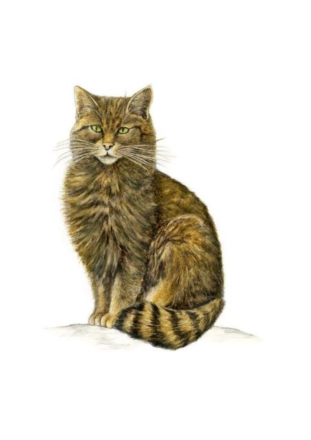 Wildkatze (Felis silvestris)