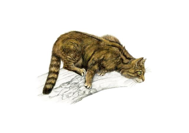 Wildkatze (Felis silvestris)