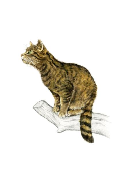 Wildkatze (Felis silvestris)