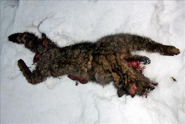 Tote Wildkatze im Schnee